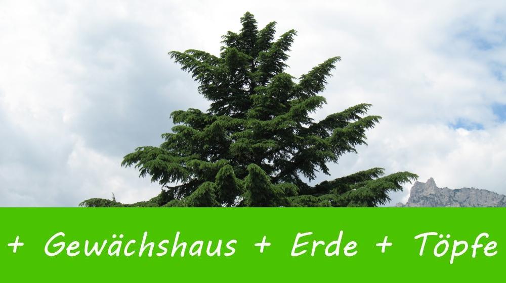 SAFLAX Кедр индийский - 35 семян - Cedrus deodara