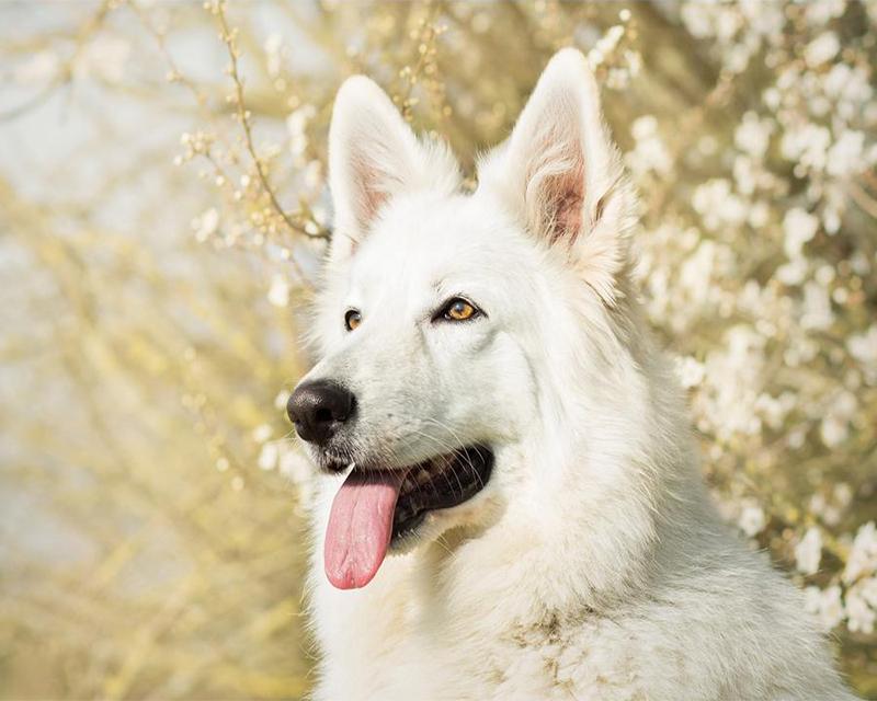 5D DIY Алмазная картина Единороги и женщины Пейзаж Луна Полная площадь/круглая Алмазная вышивка Собака Животные Стразы Мозаика Декор для дома