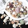 2-5cm natural seashell and conch, 3D seashell petal accessories, handmade embellishments, craft materials
