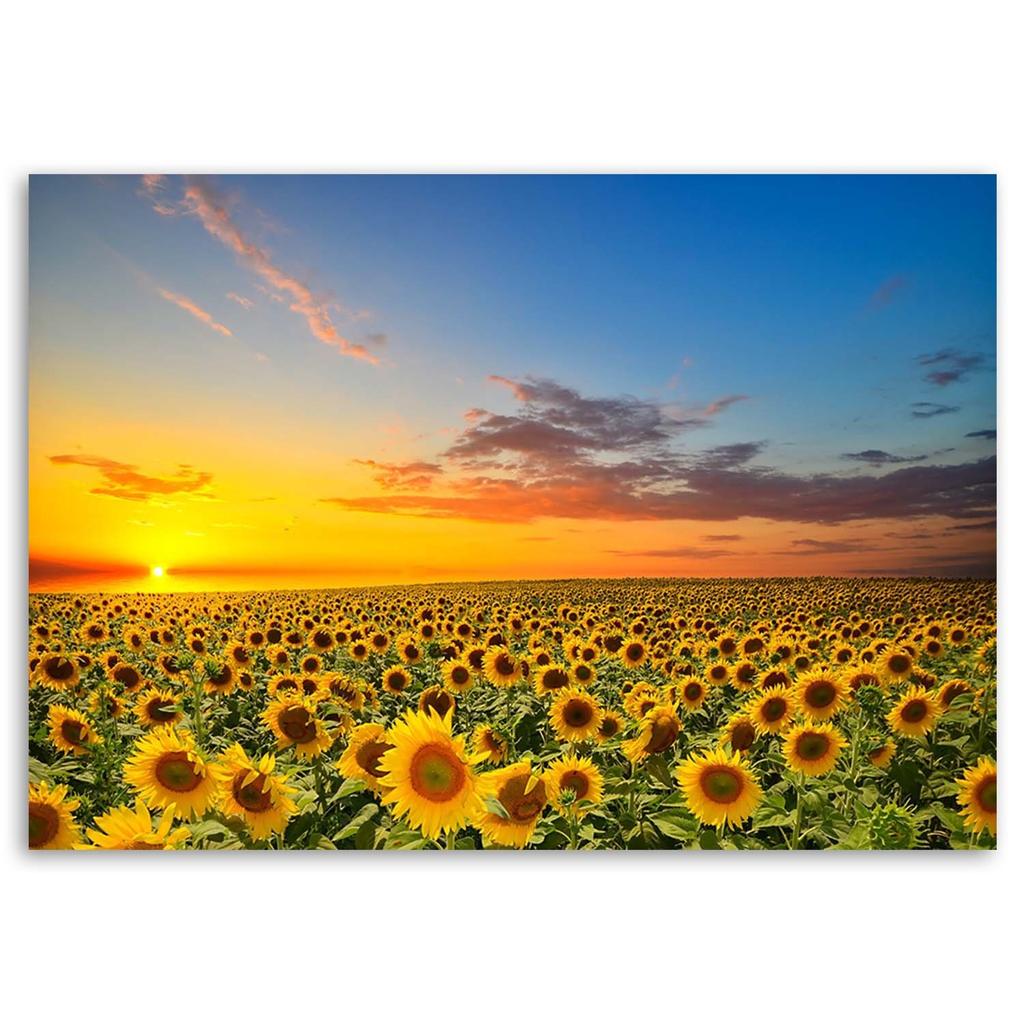 Canvas Print Sunflowers Sunset