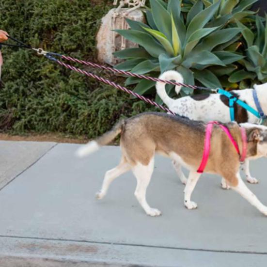 Двойной банджи-поводок для собаки, вращающийся на 360 градусов, не запутывающийся, двойной поводок для двух собак, амортизирующий банджи-поводок для прогулок и тренировок для маленьких, средних и крупных собак