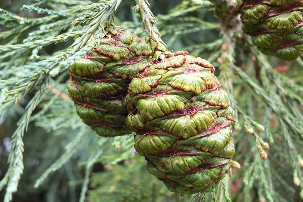 SAFLAX California Giant Redwood - 50 семян - С горшечным субстратом для лучшего выращивания - Sequoiadendron gigantea