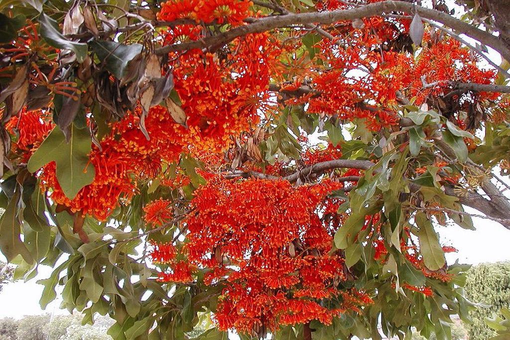 SAFLAX Дерево Firewheel Tree - 20 семян - С горшечным субстратом для лучшего выращивания - Stenocarpus sinuatus