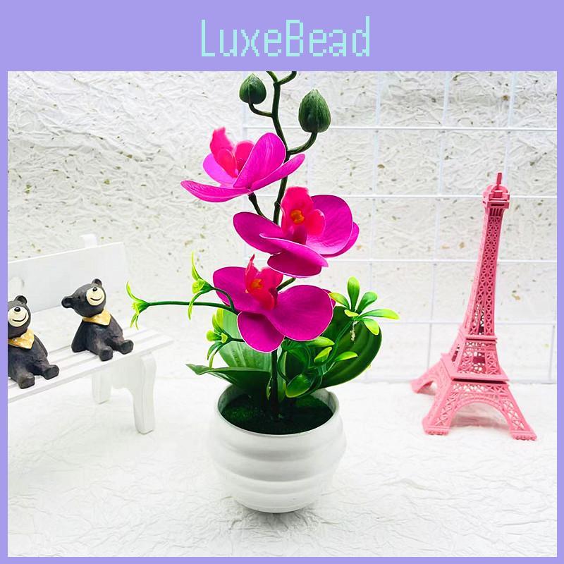 Phalaenopsis Potted Decorative Plant For Living Room Decor And Gift Display