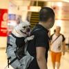Durable Large Dog Carrier Backpack Breathable Adjustable Outdoor Hiking Bag for Golden Retriever Bulldog Pet Daily Accessories