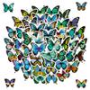 50 Blue Flower Butterfly Stickers Stickers Colorful Butterfly Doodle Stickers