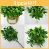 Citrus Plastic Reticulata Blanco Leaf For Garden Landscape Design Decor Indoor