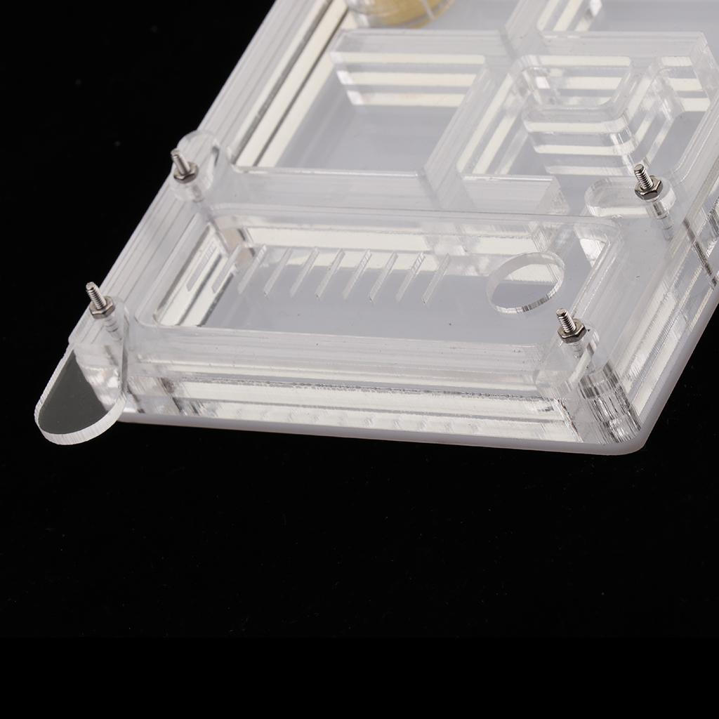 Housing Acrylic Nest Feed Farm Formicarium 1.7cm