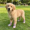 4 pcs/set Wear Resistant Dog Mesh Shoes Breathable Mesh Dog Sneakers Dog Foot Covers  City Walks