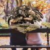Bad: Shadows Secrets Folding umbrella 8 paraphenoid bones durable Umbrella Sun umbrella Sun umbrella