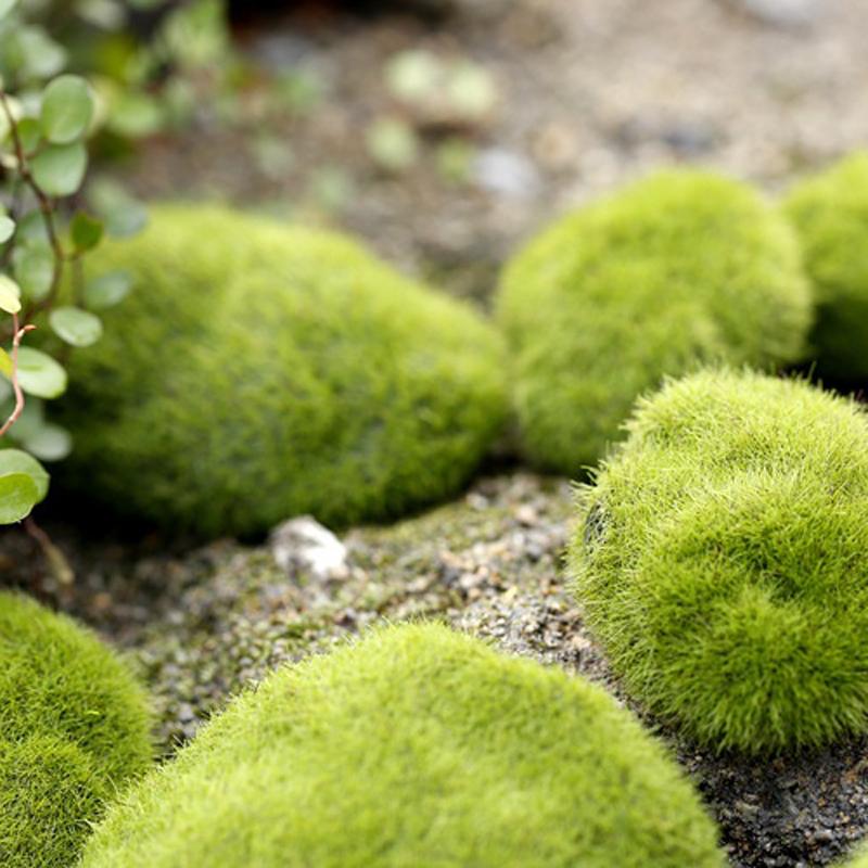 2/4/5/8/10 шт. микропейзаж мох зеленая трава фигурки миниатюрные украшения для мини DIY сказочный сад аквариум моделирование статуя ремесло