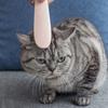 Расческа для кошек, прочная, мягкая, удобная, щетка для удаления шерсти домашних животных, форма кошачьего языка, расческа для ухода за домашними животными, товары для домашних животных