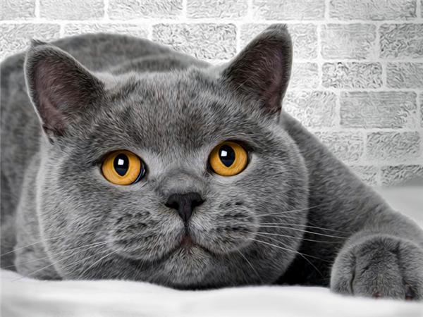 5d Diy Алмазная картина Новая коллекция Кошка Вышивка Мозаика Русская Голубая Животное Квадрат/круглый Домашний Декор