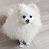 Breathable For Small Dogs,Cats Casual Style Puppy Sneaker Dog Shoes Pet Booties Pet Denim Shoes