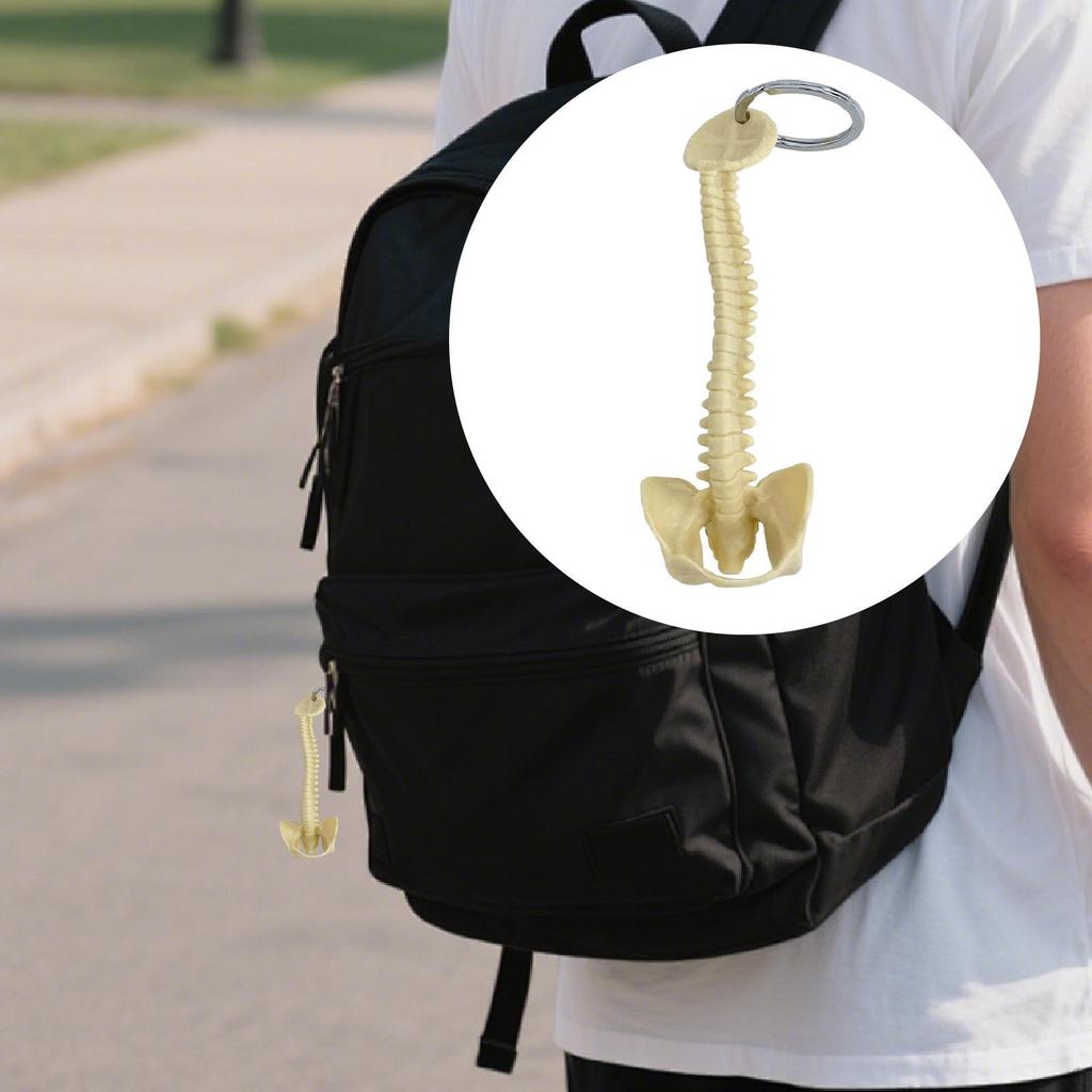 Брелок для ключей "Позвоночник человека", подвеска для сумки, ПВХ, 15 см, ручная работа, маленький, легкий, биология, подвеска для ключей