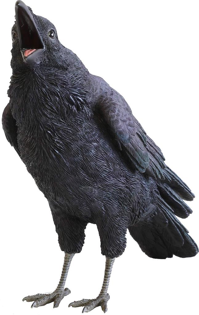 БАНК ПИТОМЕЦОВ ДЖУНГЛЬ ВОРОНА