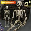 90см/170см Хэллоуин Скелет Человеческой Формы, Подвижный Скелет Человеческой Формы Кости Хэллоуин Ужас Декор Дом с Привидениями Ужасы Реквизит
