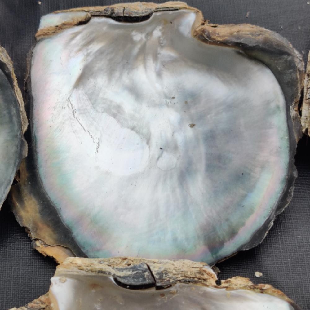 Естественный цвет радуги. Размер от 3 до 4 дюймов. Большая ракушка из волдыря реки Теннесси, ракушка радужного морского ушка, ракушка речного моря, ракушка из целебного жемчуга.