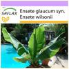 Snow Banana - 10 Seeds - Ensete Glaucum