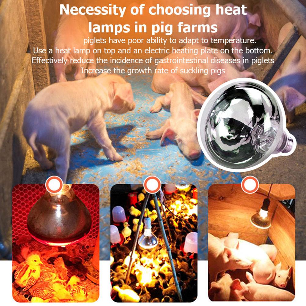Culture Insulation Lamp Heating Light Bulb For Reptiles Poultry Lamp Heating Bulb Plants 100/15 Q1A4