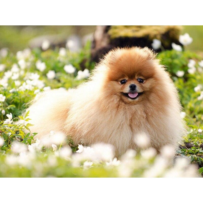 Новый 5D DIY алмазная живопись собака Алмазная вышивка животное вышивка крестиком полная квадратная круглая дрель ремесла домашний декор ручной художественный подарок