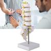 Lumbar Vertebral Spine Model Human Lumbar Educational Teaching Model Tool