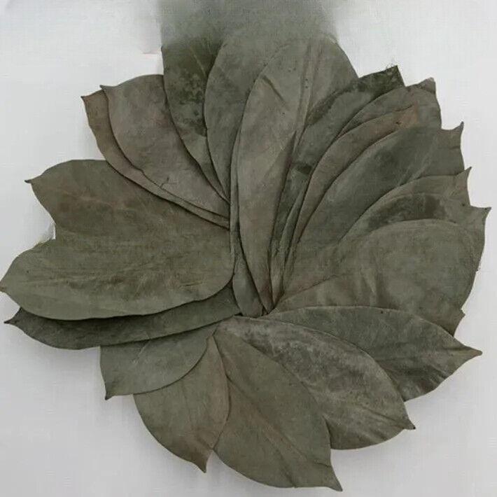 GRAVIOLA LEAF 100g Wild Harvest Soursop Custard Apple Annona Muricata