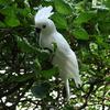 Realistic Macaw Parrot Artificial Feather Bird Animal Ornament Toy White