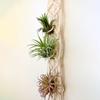 1Pcs Tassels Plant Hanger Macrame Air Hanging Air Pineapple Holder Wall Plant Basket Boho