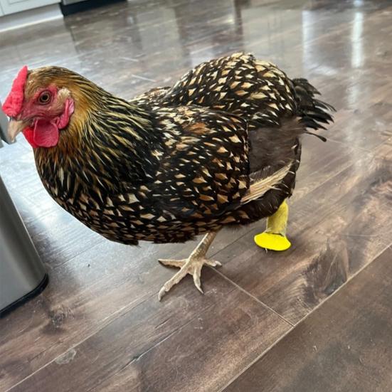 4Pcs/Set Chick Splay Leg Brace Hobble Splint Poultry First Aid