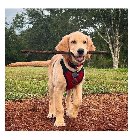 Breathable Mesh Dog Harness Car Automotive Seat Safety Dog Chest Straps Outdoor Training Adjustable Straps Pet Leash With
