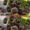 30pcs Paper Grow Pot Nursery Cup Growing Pot Box Tray Veg Planter Plant Starter Flower Herb Biodegradable Eco-Friendly