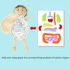 Organ Anatomy Plush Toy Montessori Preschool Teaching Aid
