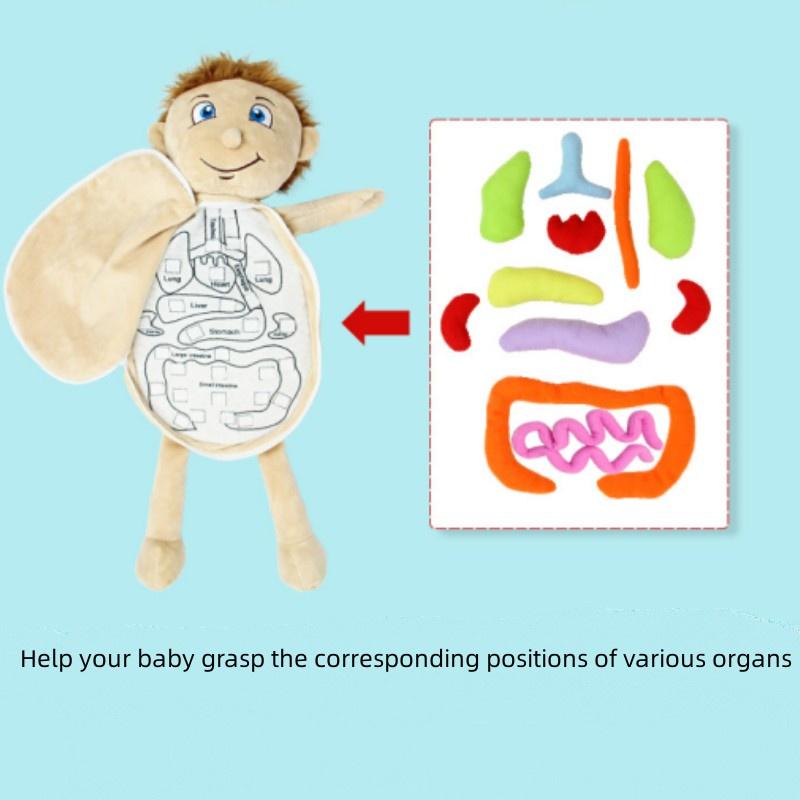 Organ Anatomy Plush Toy Montessori Preschool Teaching Aid
