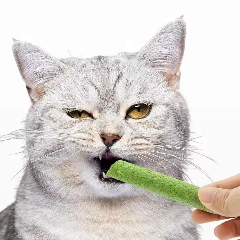 Natural Grass Cat Molar Rod Indoor Chewing Stick Chew Treat for Kitten Mouth Healthy Natural Cat Grass Indoor Pet Chew