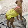 Washable Anti-Harassment Dog Physiological Pants – Teddy Pet Apparel