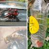 Garden Pest Control Tool Reusable Wasp Trap Plastic Cone Shape Hornet Bee Catcher Insert Fruit Fly Trap Garden