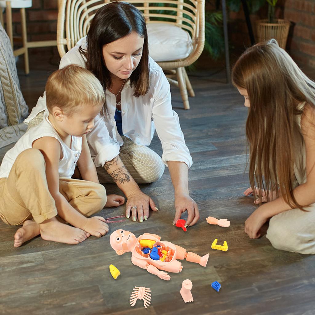 Children's Enlightenment Science Education Human Organ Model Ornaments DIY Assembly STEAM Medical Early Education Puzzle Toys