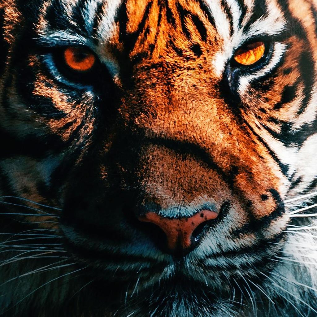 Tiger Muay Thai T-Shirt Kick Boxing 3D Print Vintage Training UV Protect Quick Dry Men Women Unisex Short Sleeve Round Neck MMA Mix Martial Art