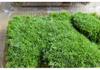 Moss Micro Landscape Net-veined Grass Succulent Potted Mini Plants for Countertops