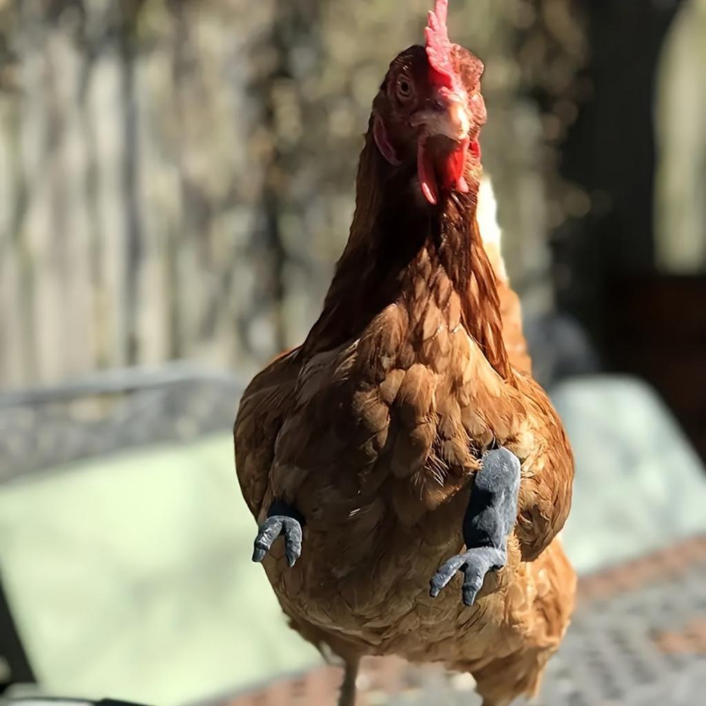 1 пара украшений в виде куриных лап, украшение в виде куриных передних конечностей, реквизит для домашних животных, куриные лапы, подходит для переодевания домашних животных