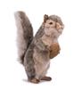 HANSA Gray Squirrel No.4841