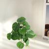 Уникальная имитация растения, не требующая полива, не выцветающая, декоративная