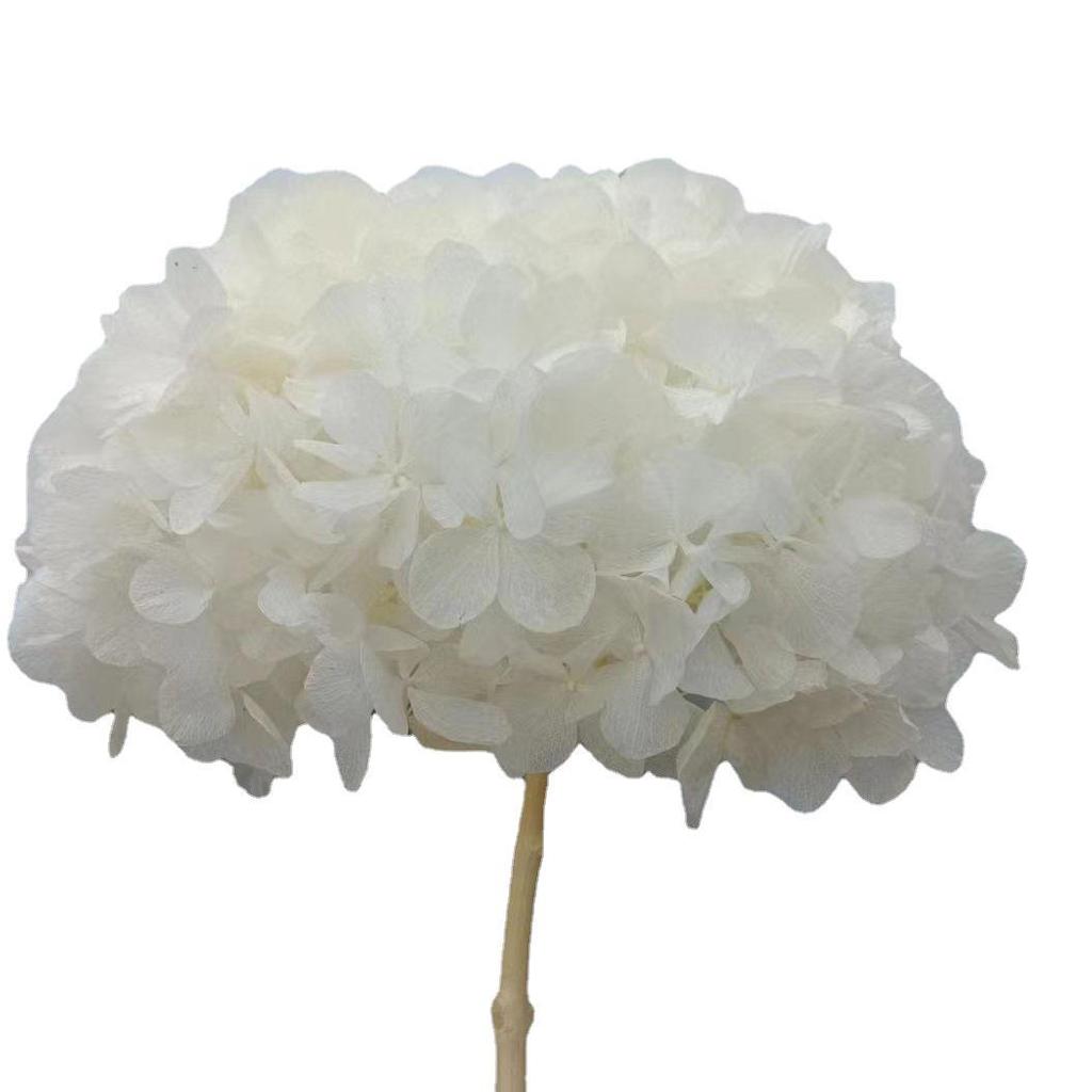 Multi-Color Preserved Bigleaf Hydrangea Single Stem Flower Bouquet for Home Decoration