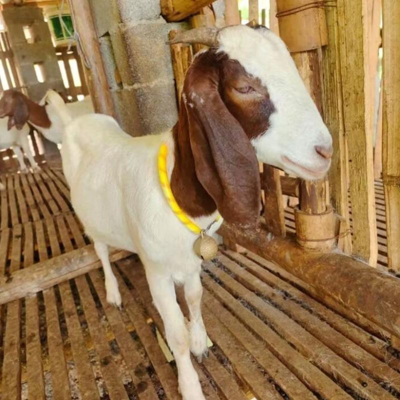 1pc Brass Cow Bells for Farming Thickened Copper Bells Anti-Lost Grazing Supplies Sheep Horse Cattle Pendant Bell Farming