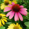 Echinacea, Mix of Varieties, Flower Seeds for the Garden, Large Yields