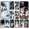 Alaskan Husky Dog Cute Puppy Luxury Phone Case For iPhone 13 15 14 12 11 Pro MAX XR X SE XS 7 8 Plus Silicone Black Matte Cover