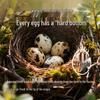 Nutritious DHA & Protein Quail Eggs