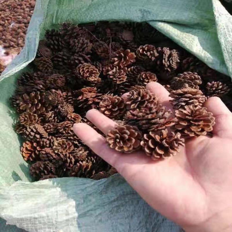 2023 Шишки и Сушеные Цветы для Рождественского DIY: Сосна пондероза, Сосна ладанная, Ель