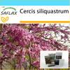 Подарочный набор - Дерево любовника - 60 семян - С подарочной коробкой, карточкой, этикеткой и субстратом для горшков - Cercis siliquastrum